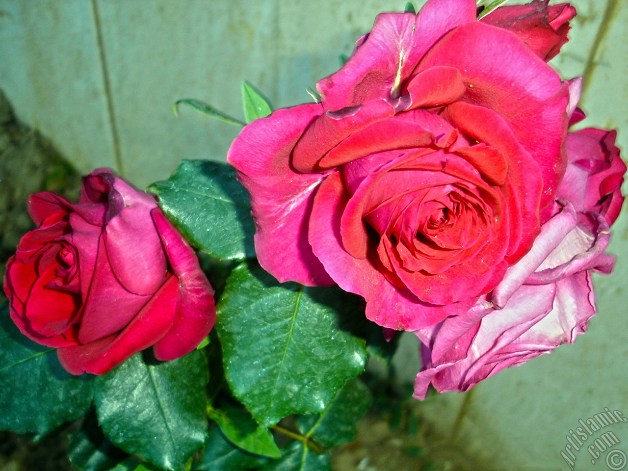 Red rose photo.
