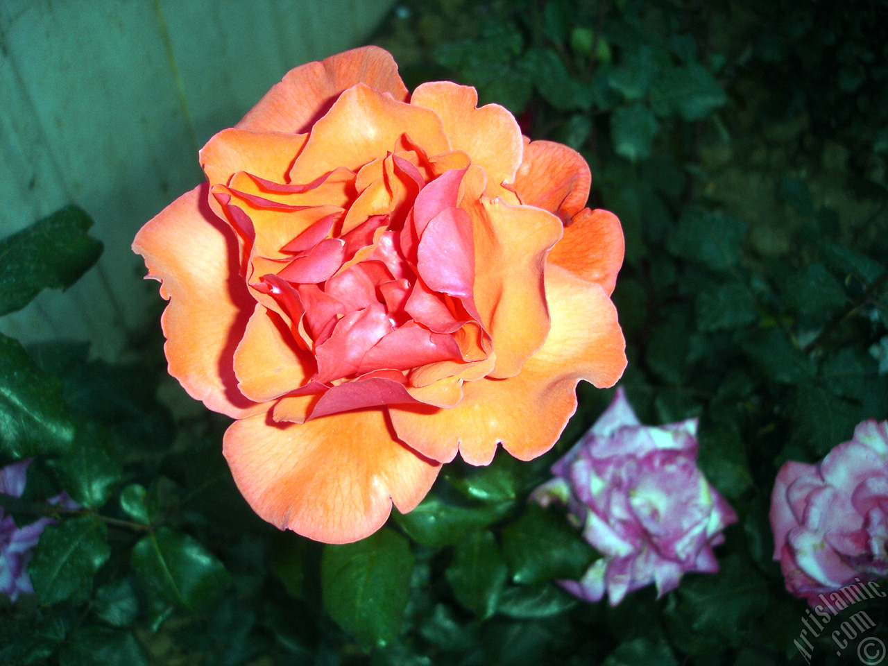 Red rose photo.

