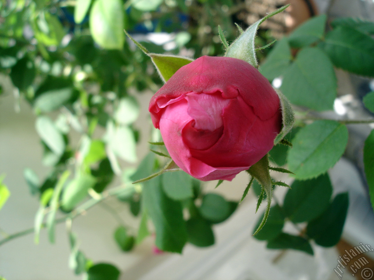 Red rose photo.
