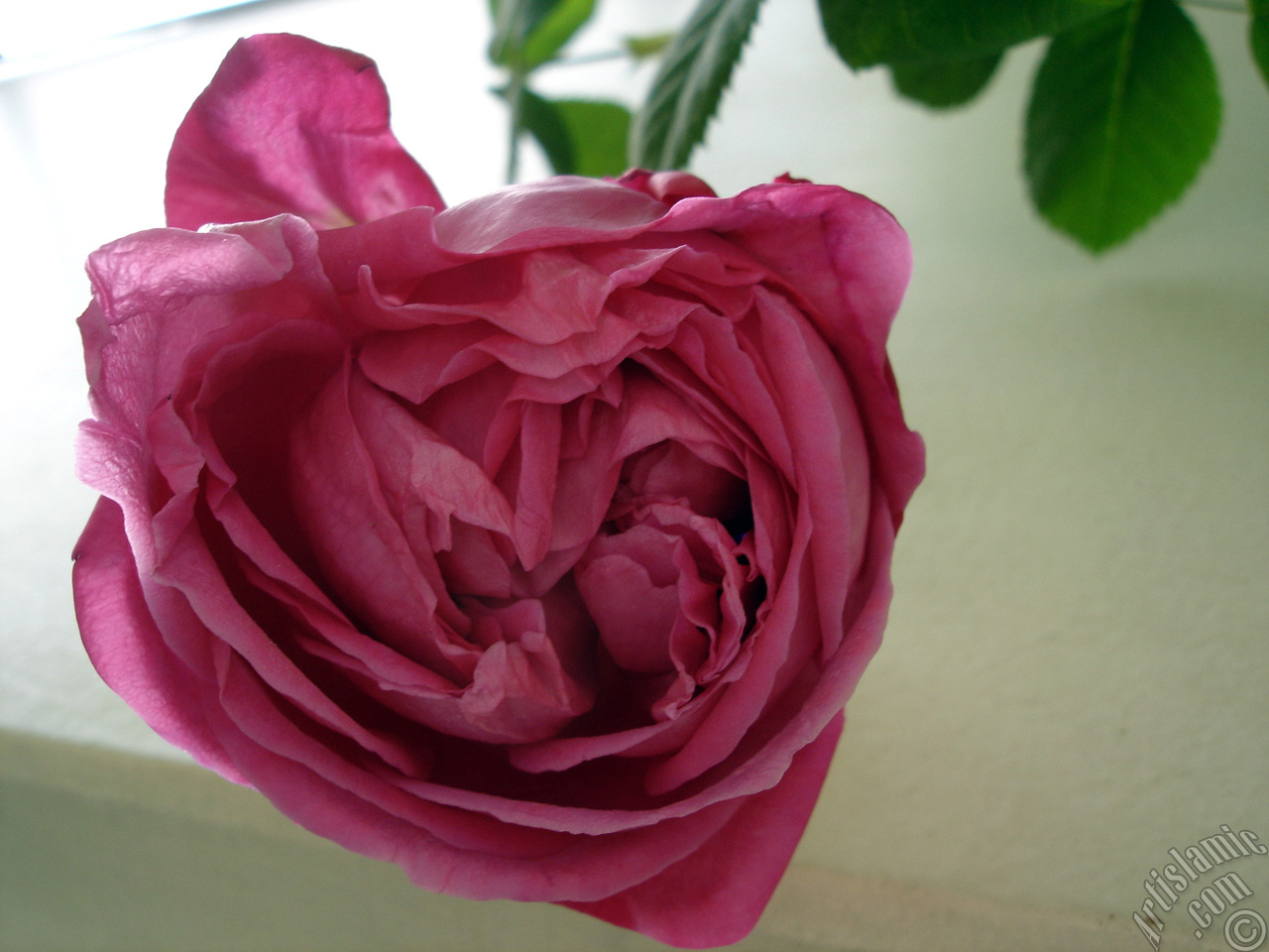 Red rose photo.
