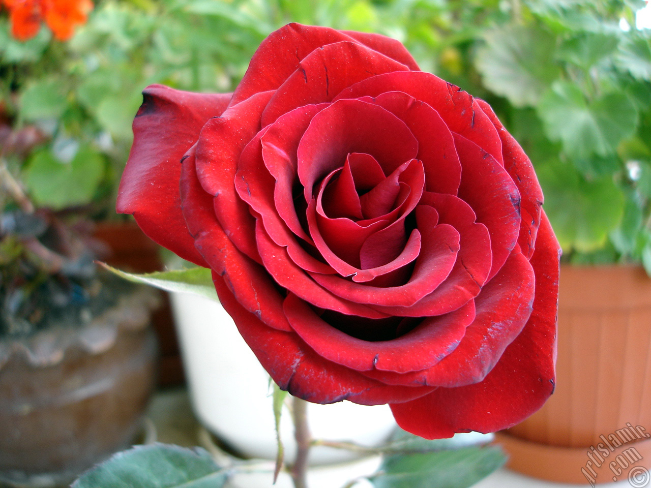 Red rose photo.
