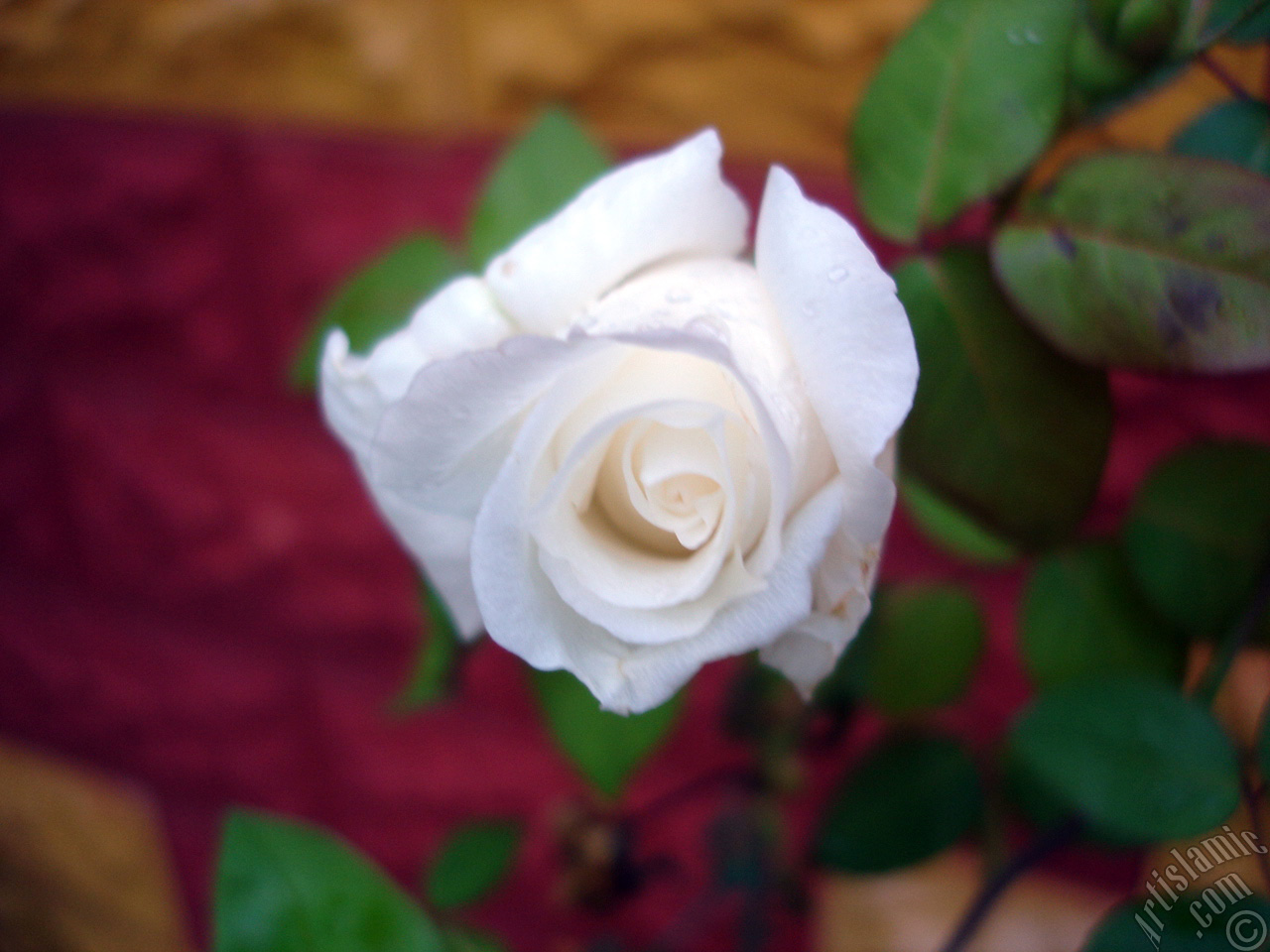White rose photo.
