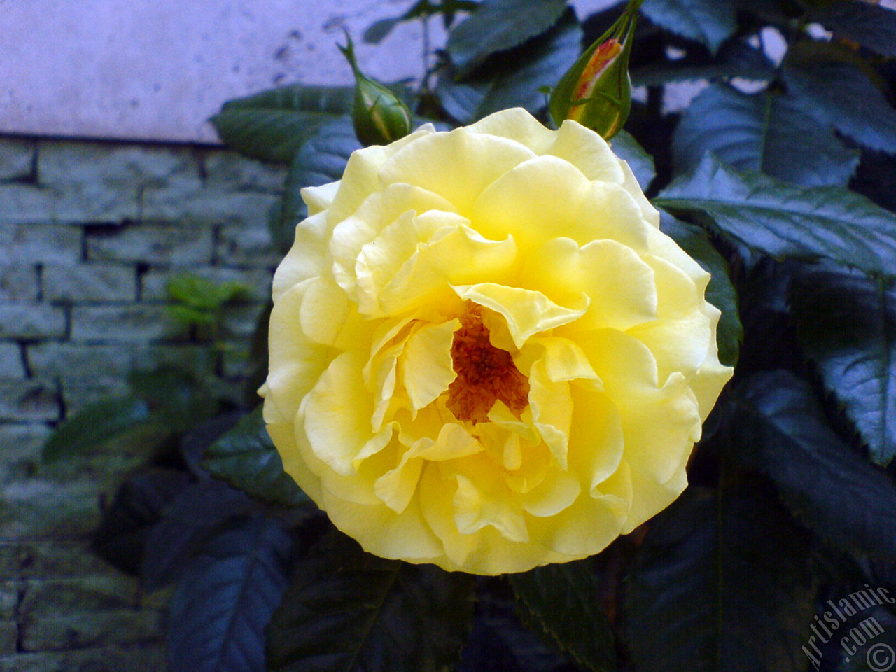 Yellow rose photo.
