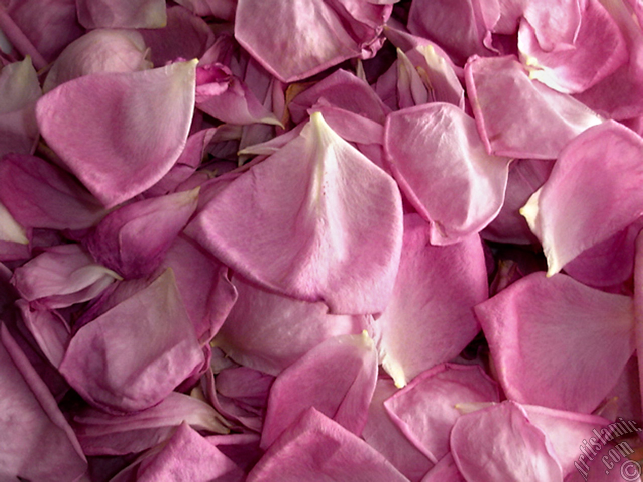 Rose leaves.
