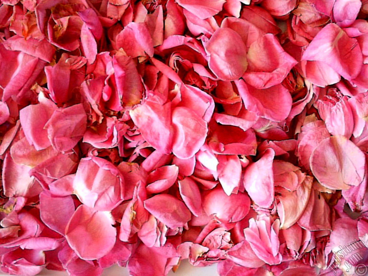 Rose leaves.
