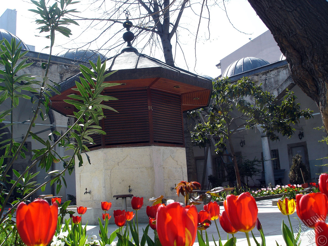Red Turkish-Ottoman Tulip photo.
