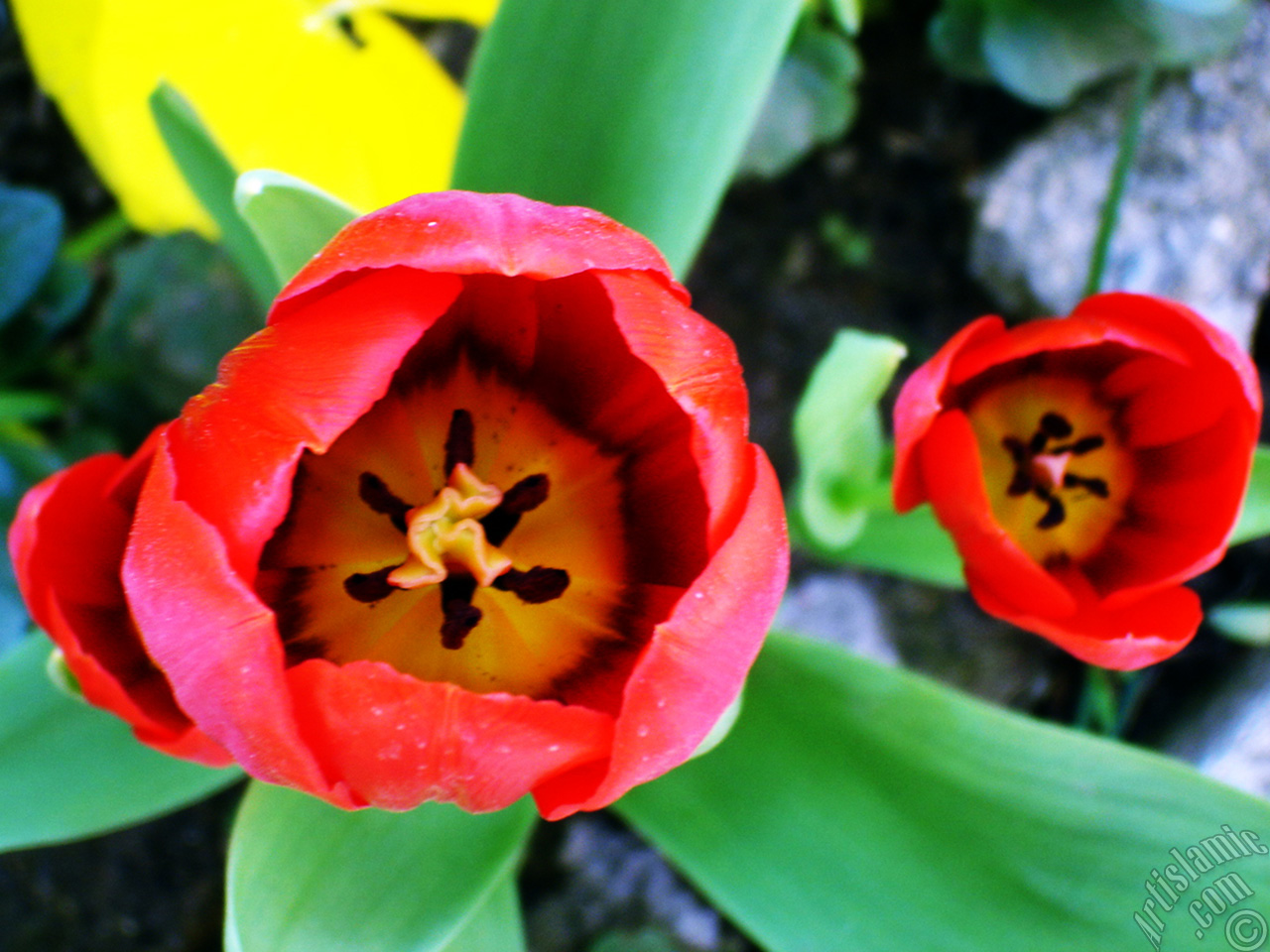 Red Turkish-Ottoman Tulip photo.
