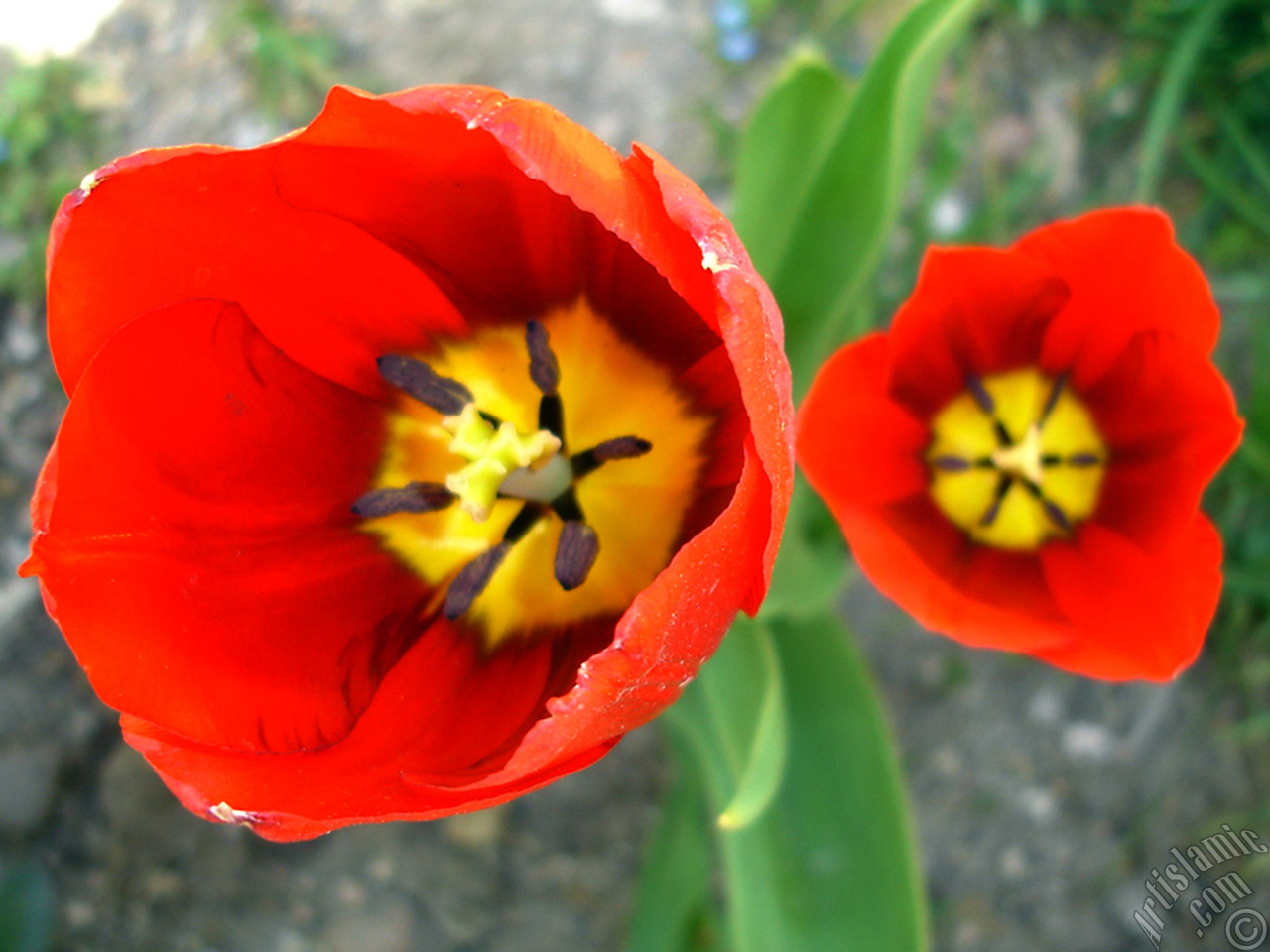 Red Turkish-Ottoman Tulip photo.
