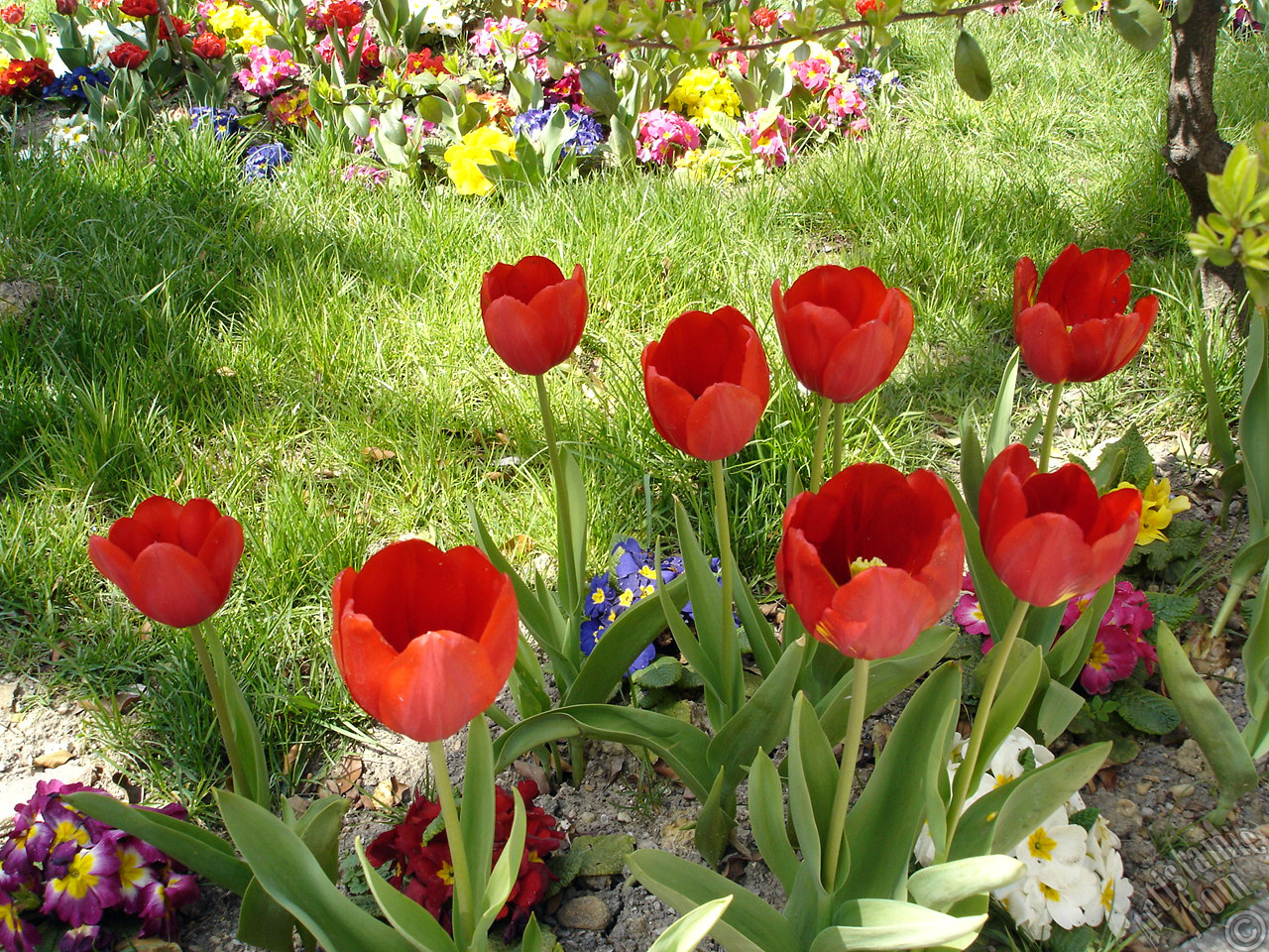 Red Turkish-Ottoman Tulip photo.
