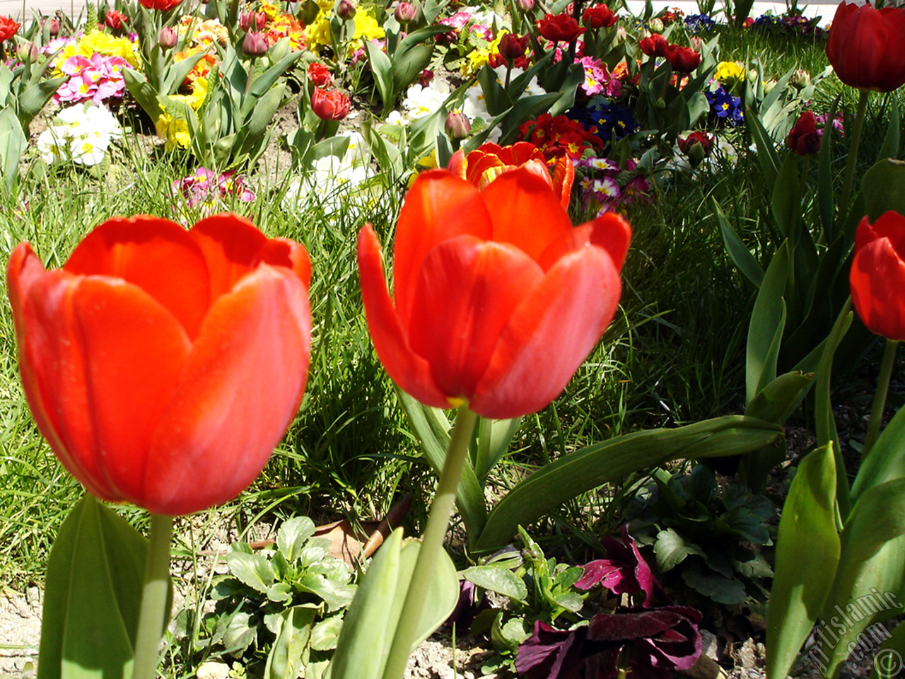 Red Turkish-Ottoman Tulip photo.
