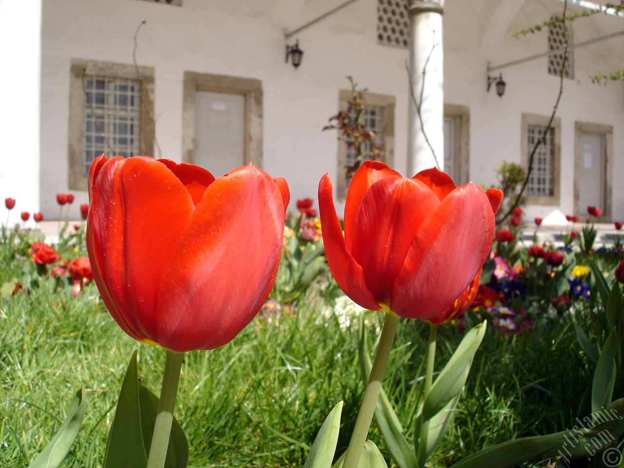 Red Turkish-Ottoman Tulip photo.
