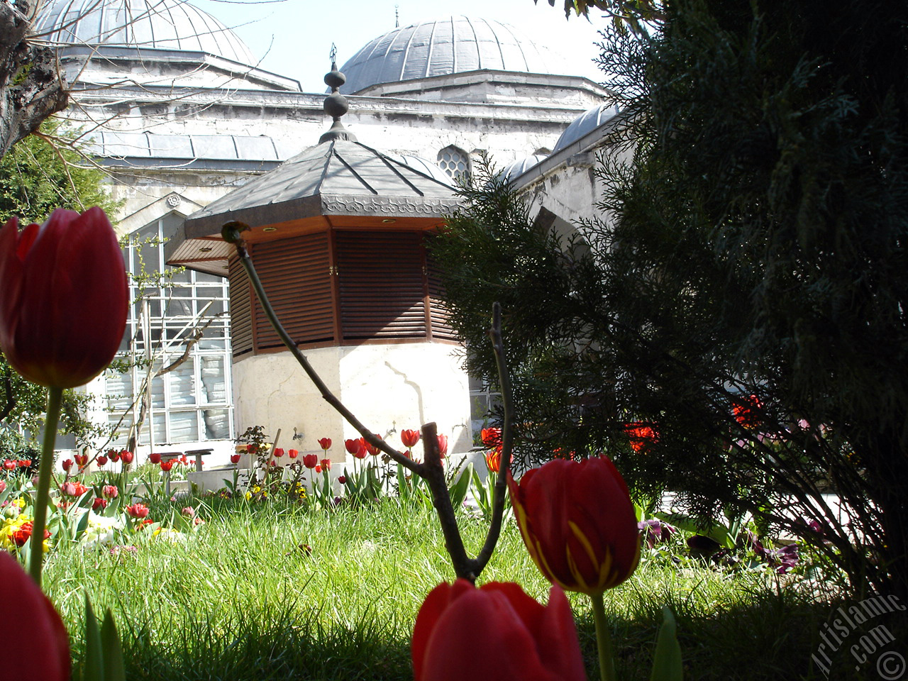 Red-yellow color Turkish-Ottoman Tulip photo.
