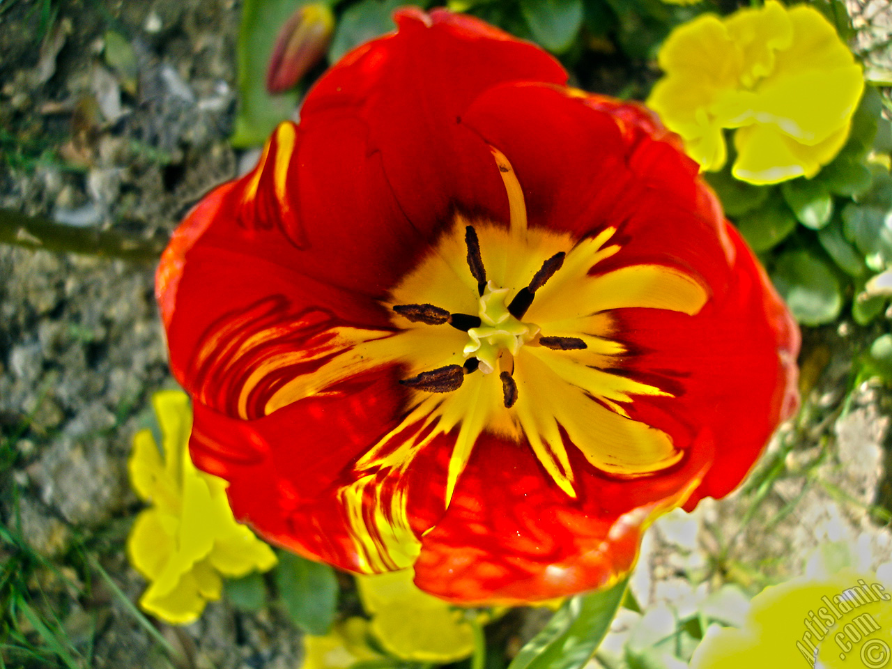 Red-yellow color Turkish-Ottoman Tulip photo.
