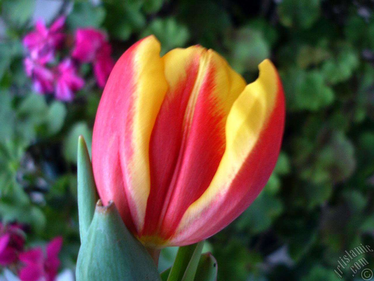 Red-yellow color Turkish-Ottoman Tulip photo.
