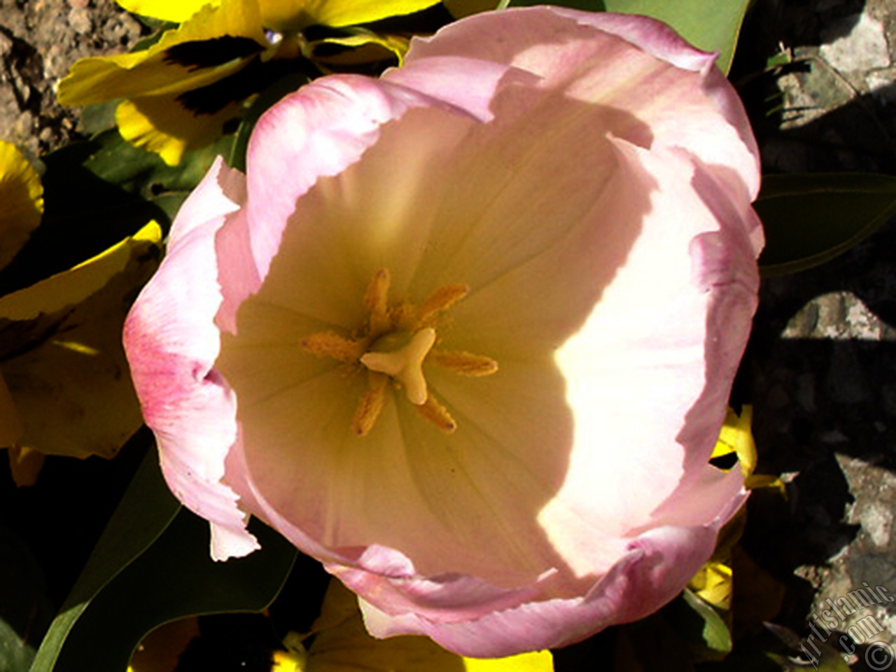 Pink color Turkish-Ottoman Tulip photo.
