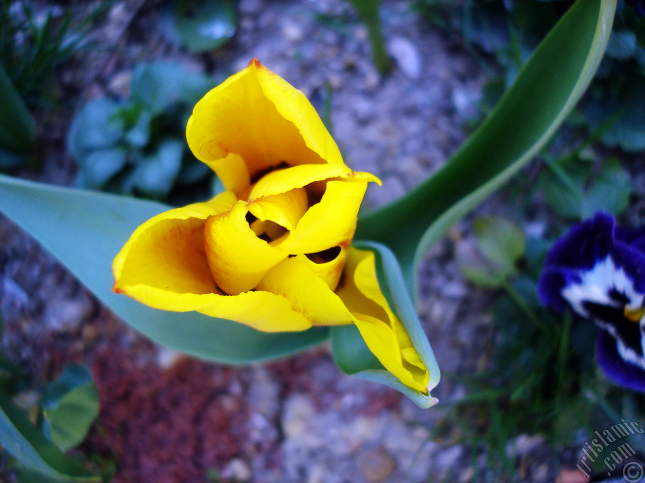 Yellow color Turkish-Ottoman Tulip photo.
