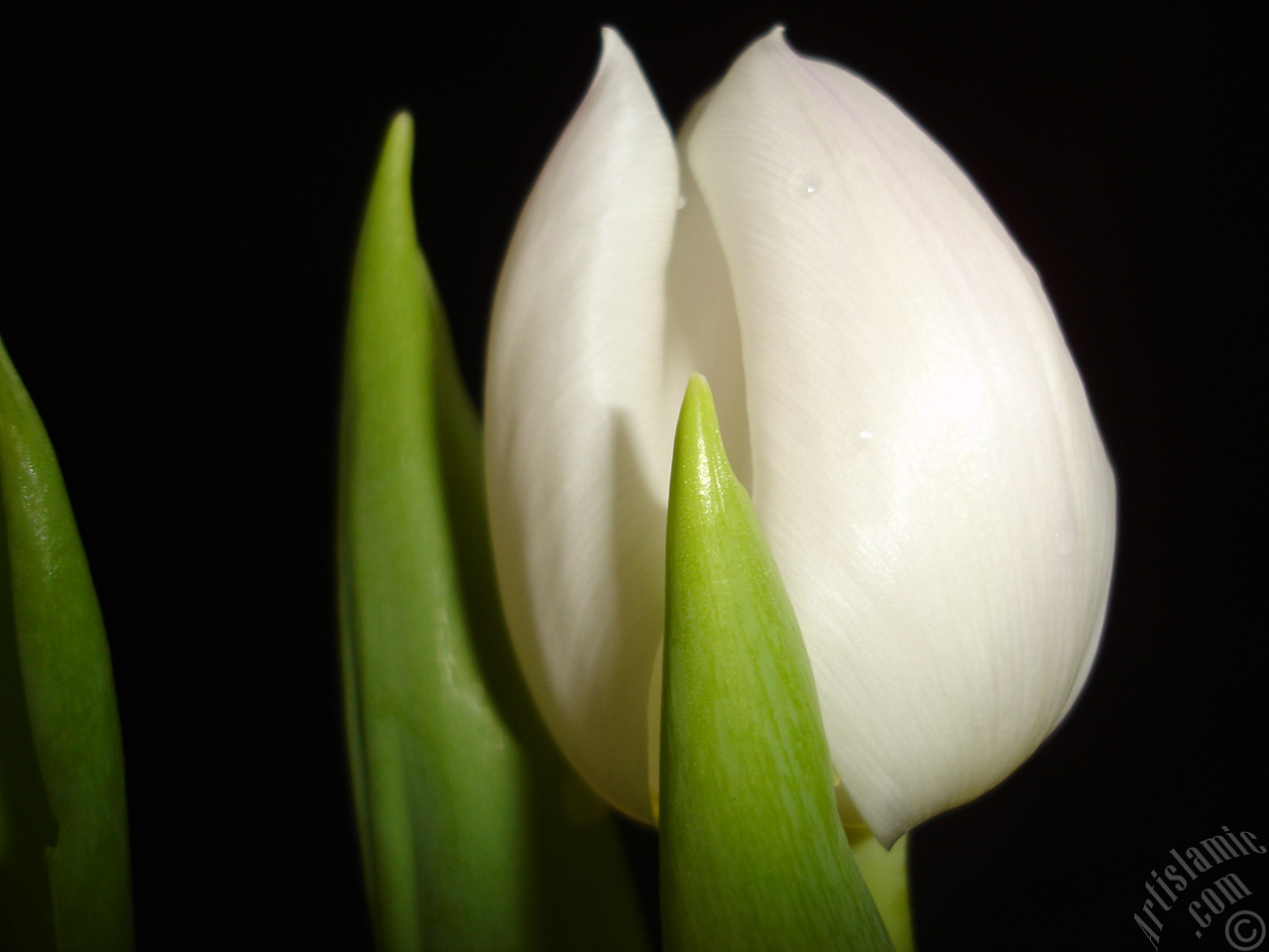 White color Turkish-Ottoman Tulip photo.
