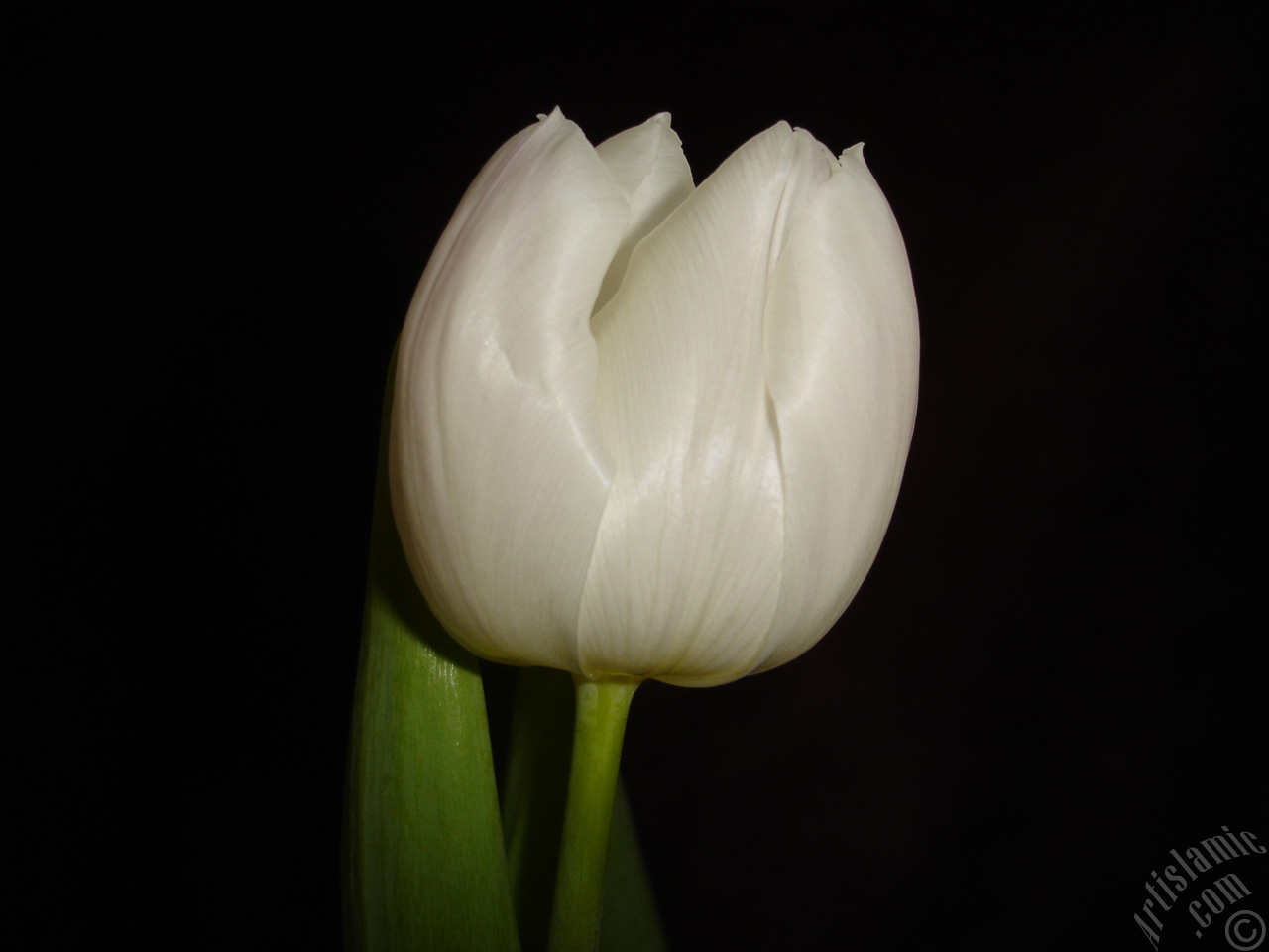 White color Turkish-Ottoman Tulip photo.
