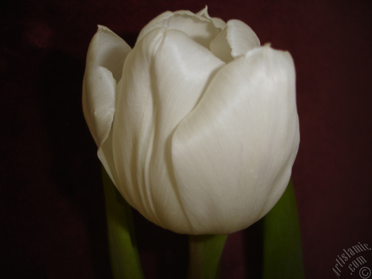 White color Turkish-Ottoman Tulip photo.
