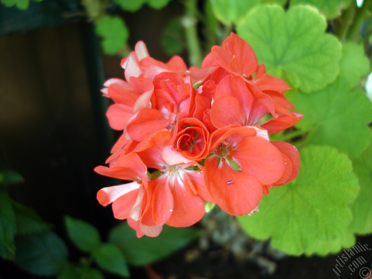 Red Colored Pelargonia -Geranium- flower.
