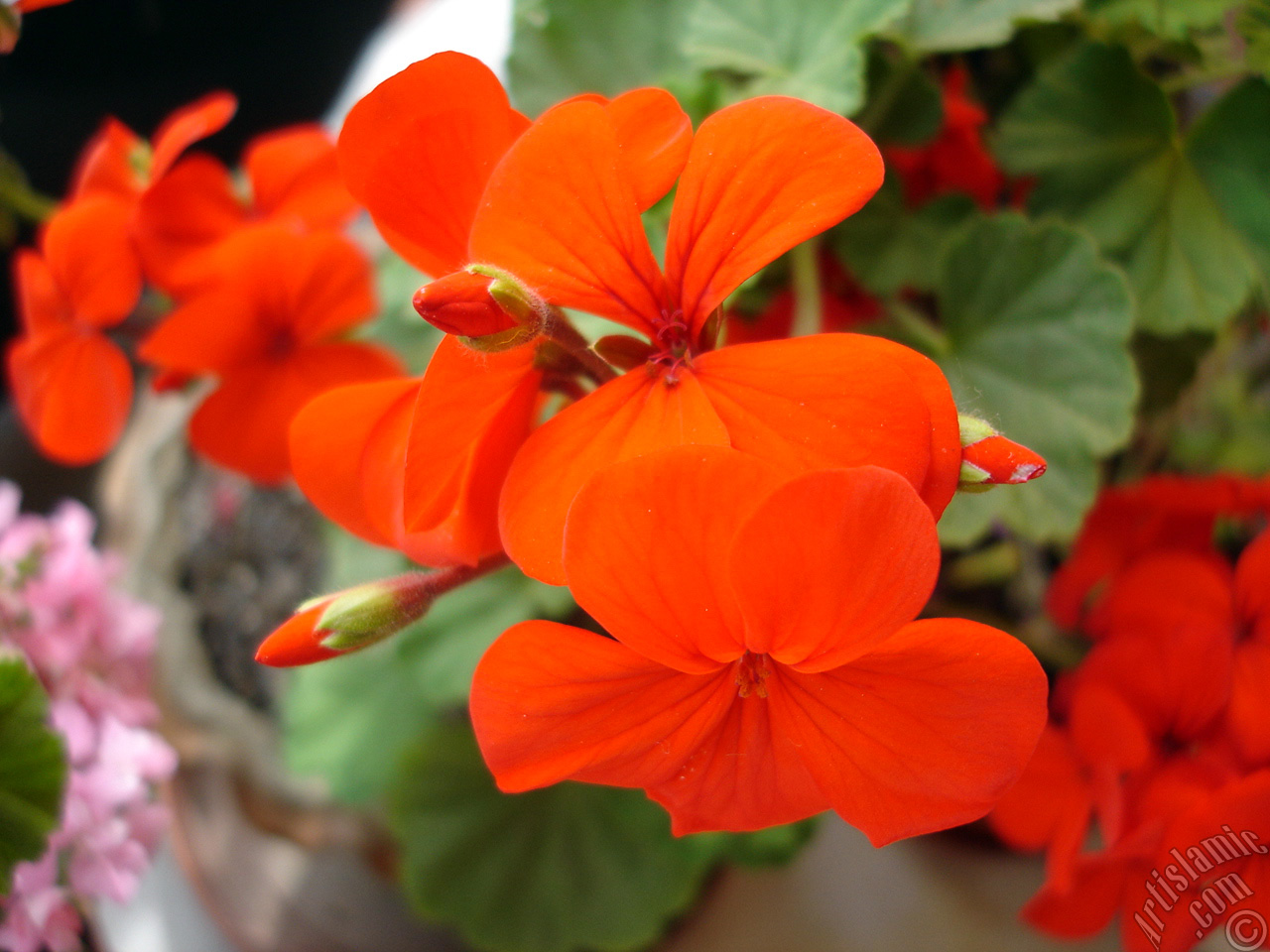 Red Colored Pelargonia -Geranium- flower.
