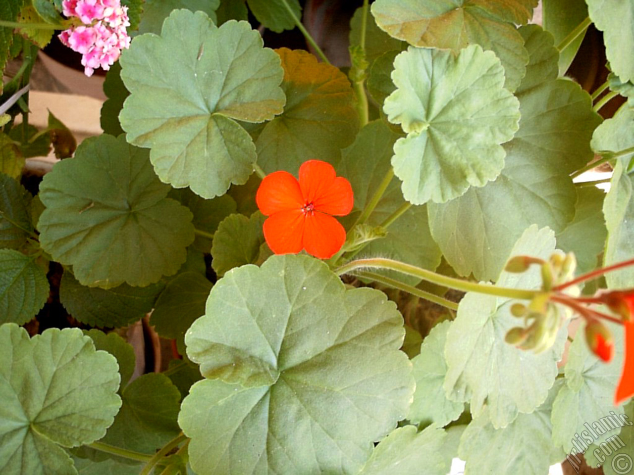 Red Colored Pelargonia -Geranium- flower.
