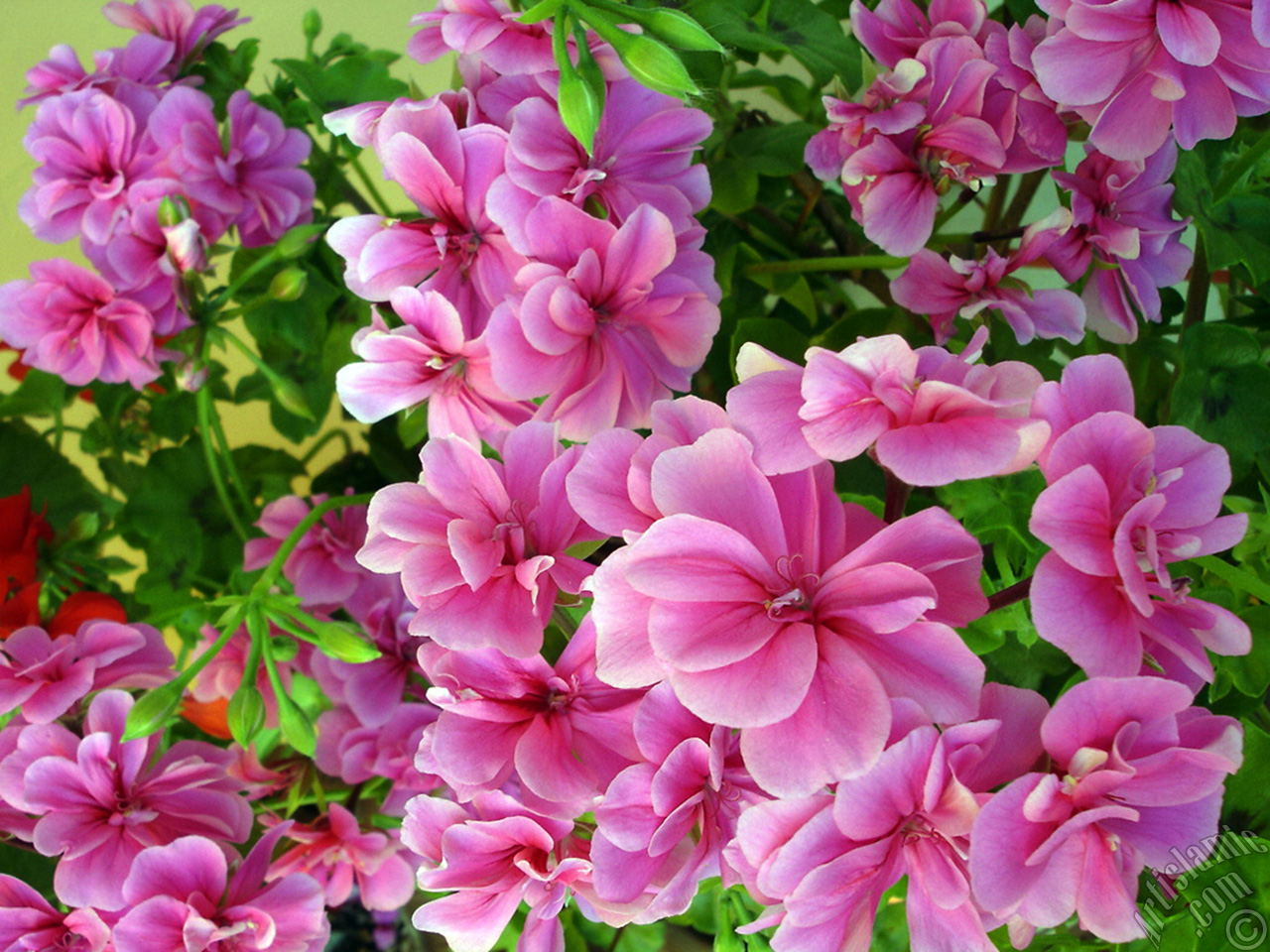 Pink Colored Pelargonia -Geranium- flower.
