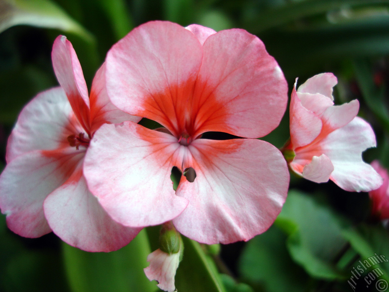 Pink and red color Pelargonia -Geranium- flower.

