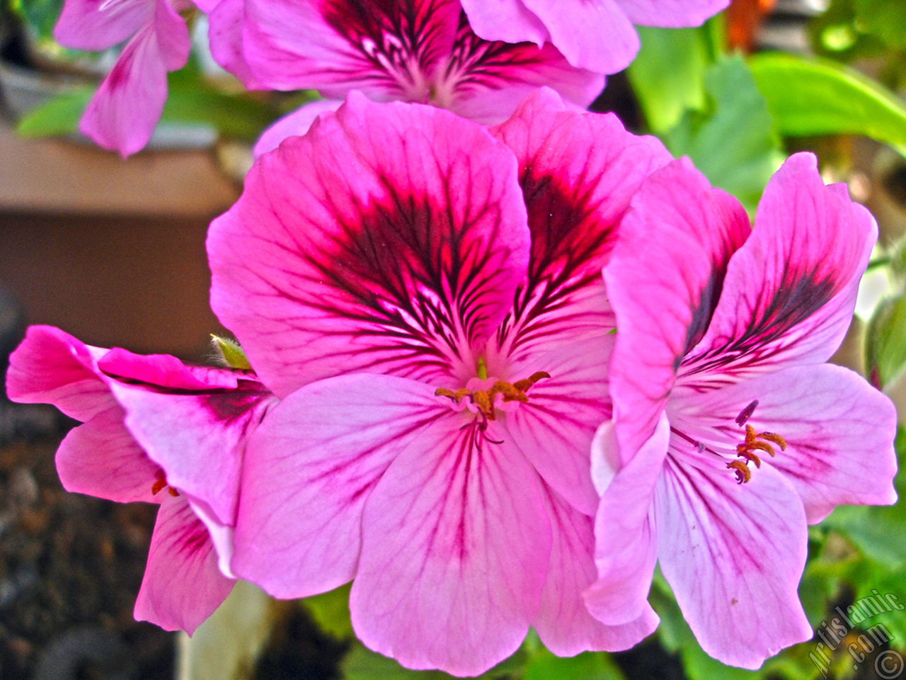 Dark pink mottled Pelargonia -Geranium- flower.
