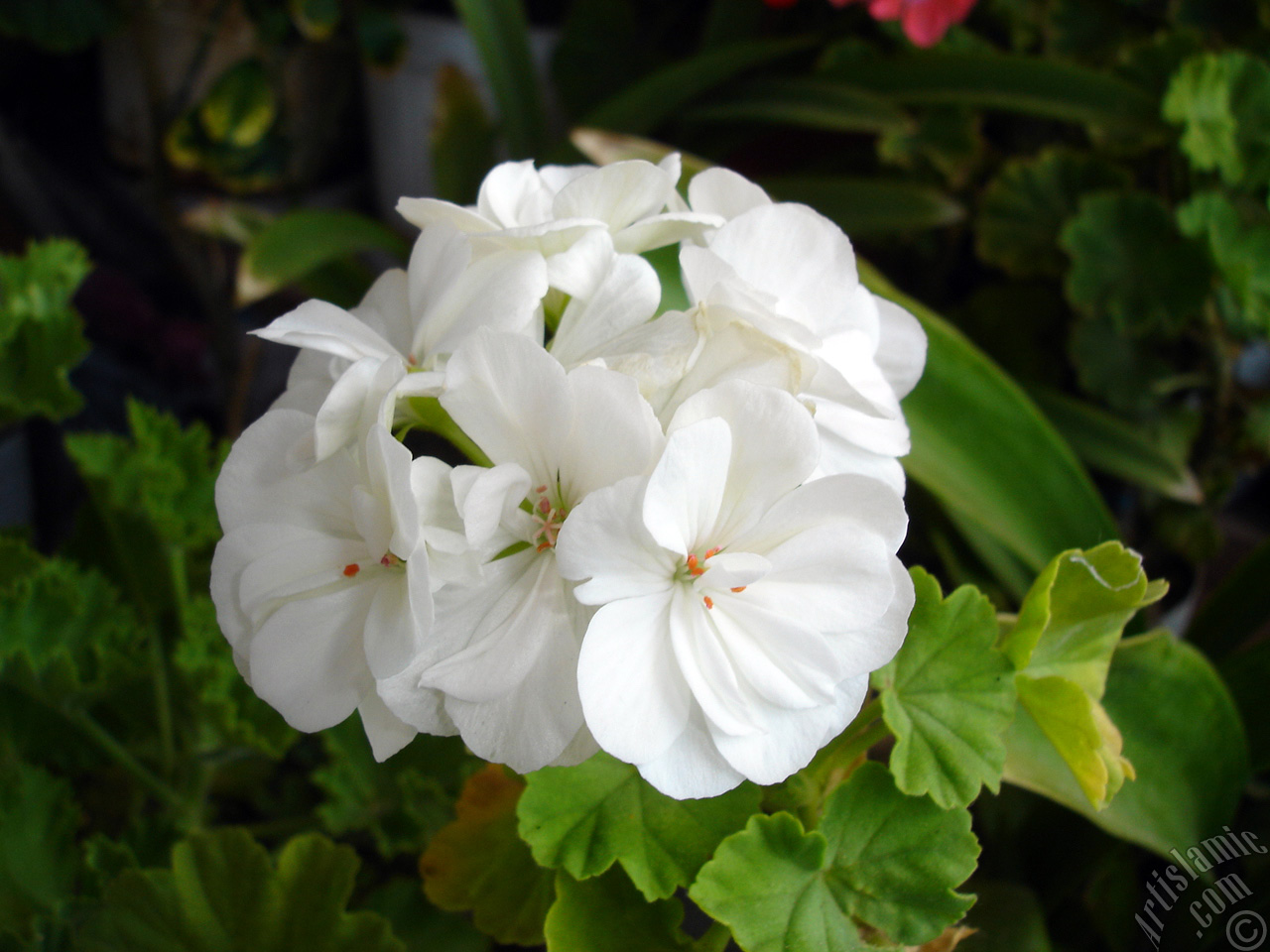 White color Pelargonia -Geranium- flower.
