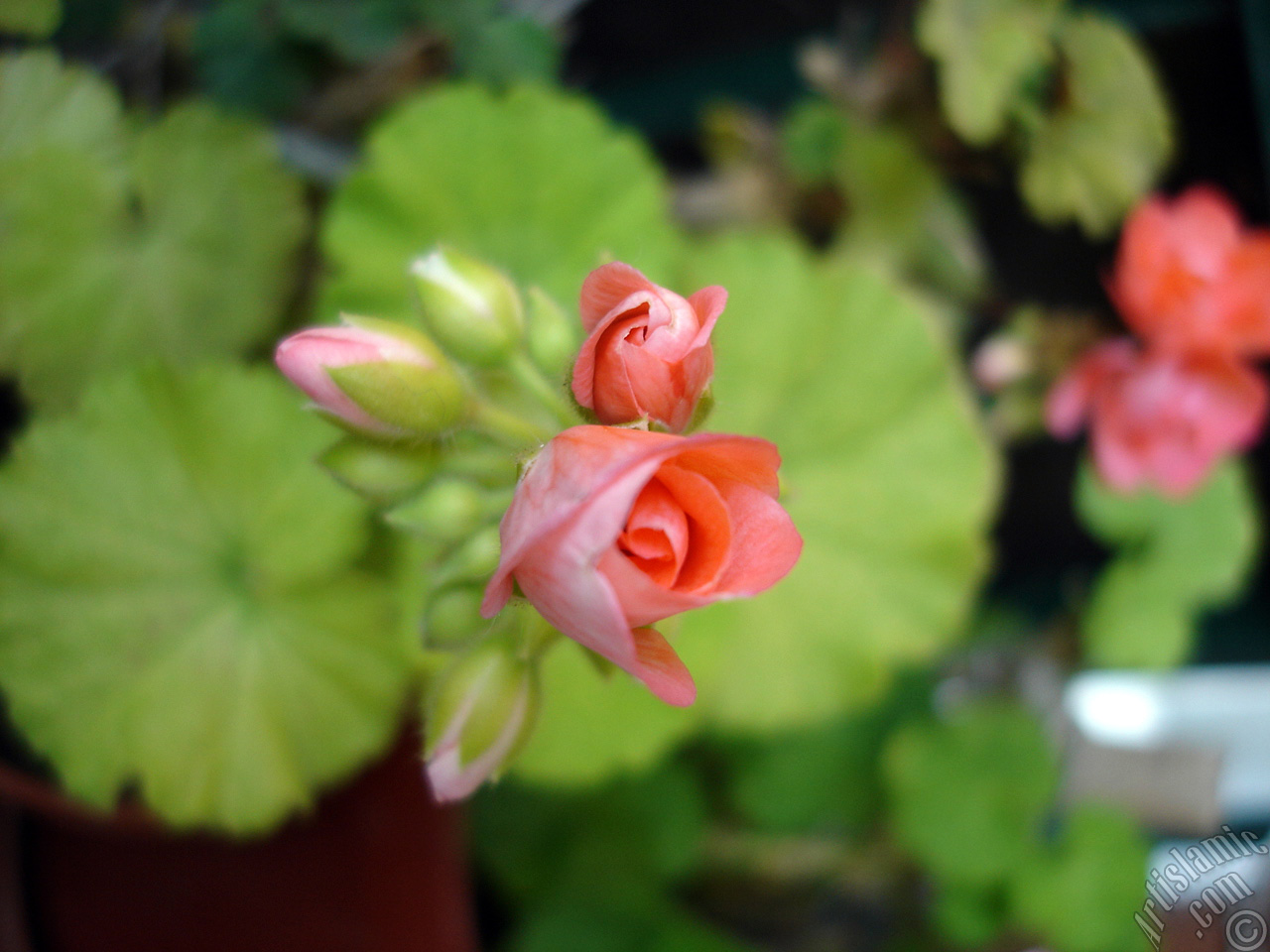 Newly coming out pink color Pelargonia -Geranium- flower.
