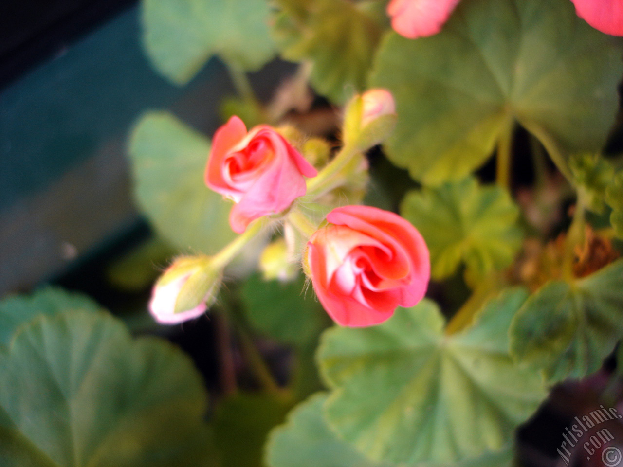 Newly coming out pink color Pelargonia -Geranium- flower.
