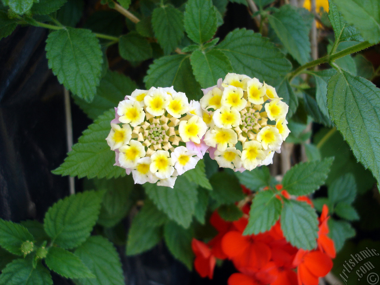 Lantana camara -bush lantana- flower.
