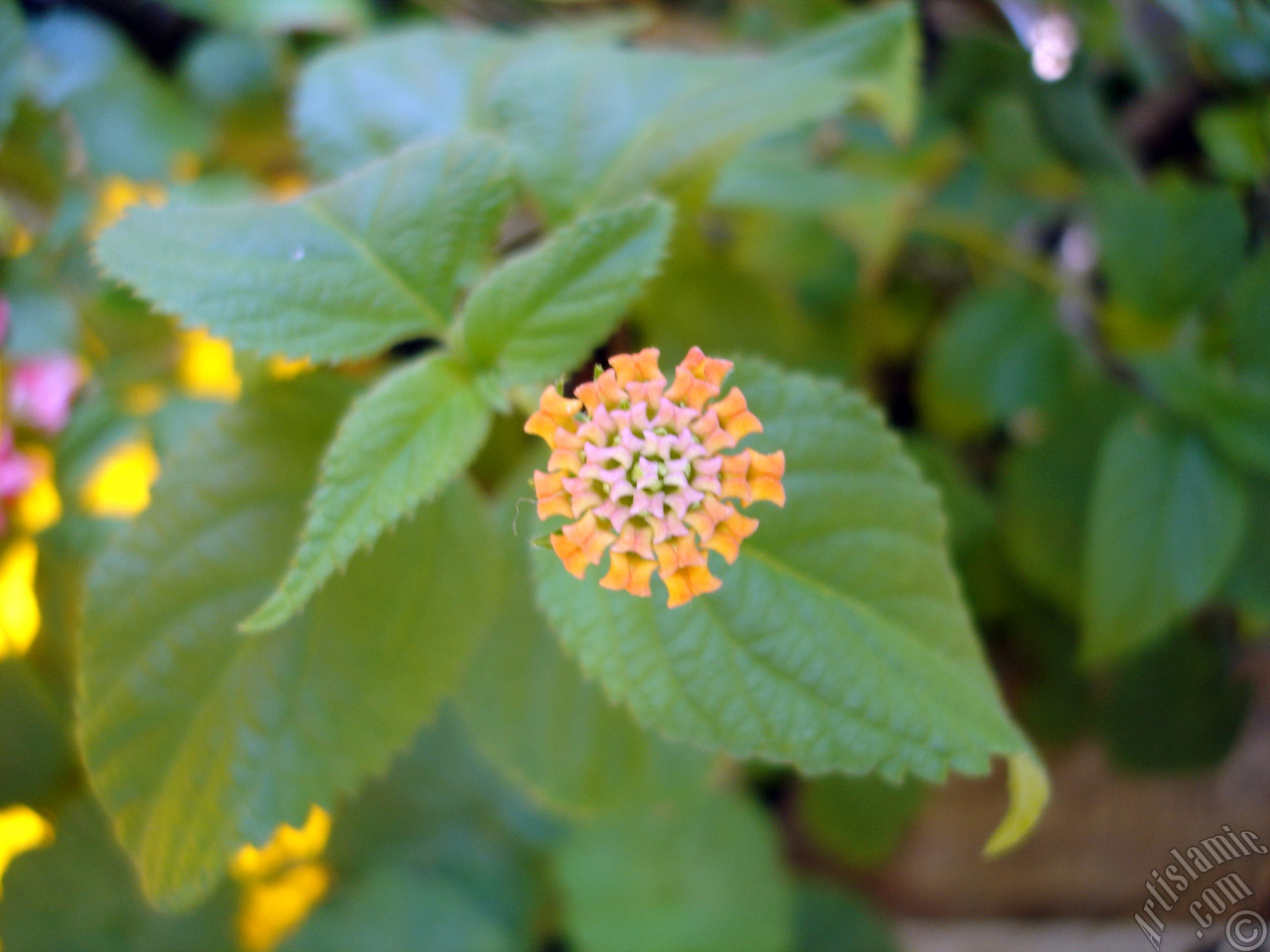 Lantana camara -bush lantana- flower.
