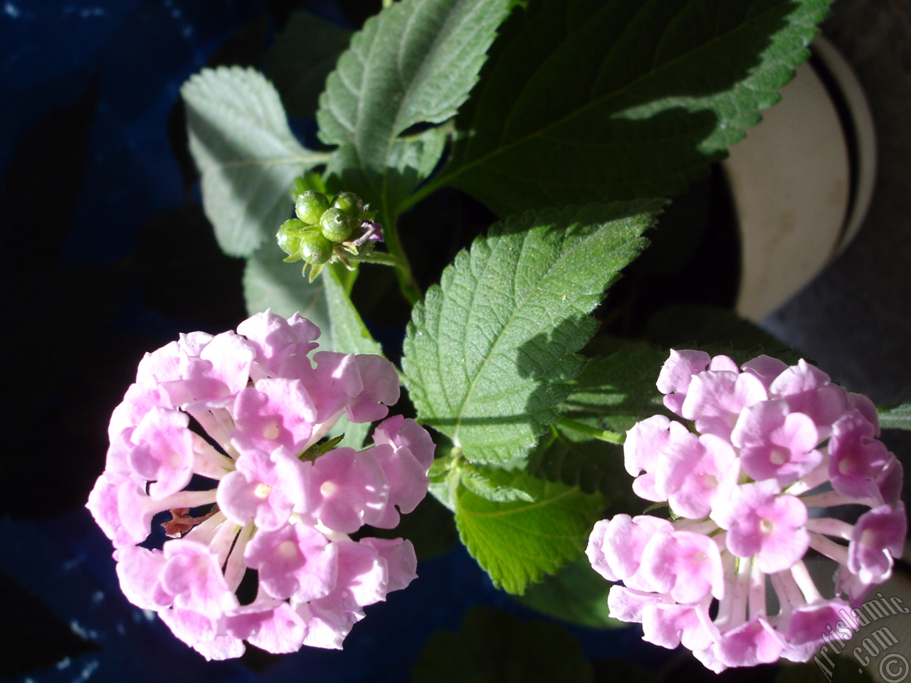 Lantana camara -bush lantana- flower.
