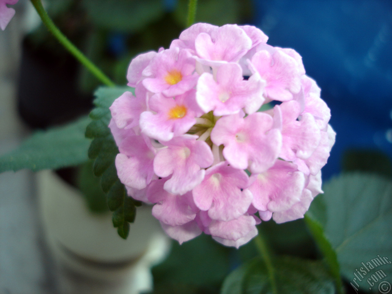 Lantana camara -bush lantana- flower.
