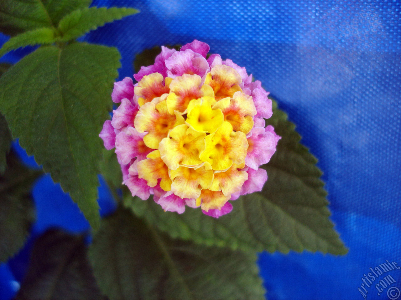 Lantana camara -bush lantana- flower.
