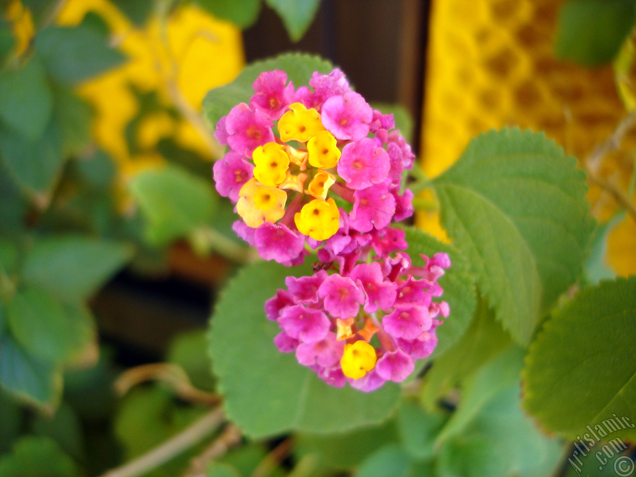 Lantana camara -bush lantana- flower.
