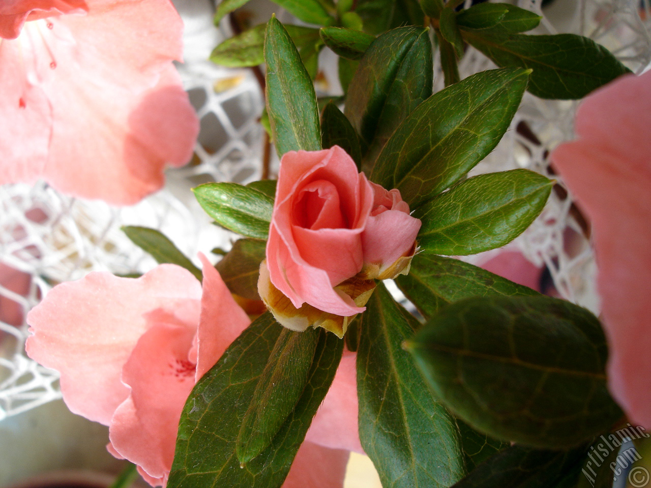 Pink color Azalea -Rhododendron- flower.
