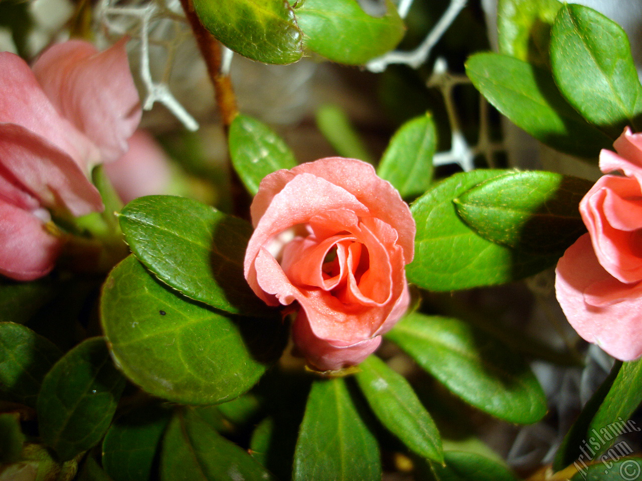 Pink color Azalea -Rhododendron- flower.
