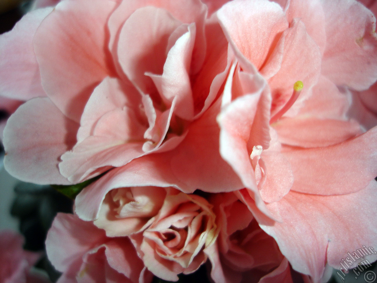 Pink color Azalea -Rhododendron- flower.
