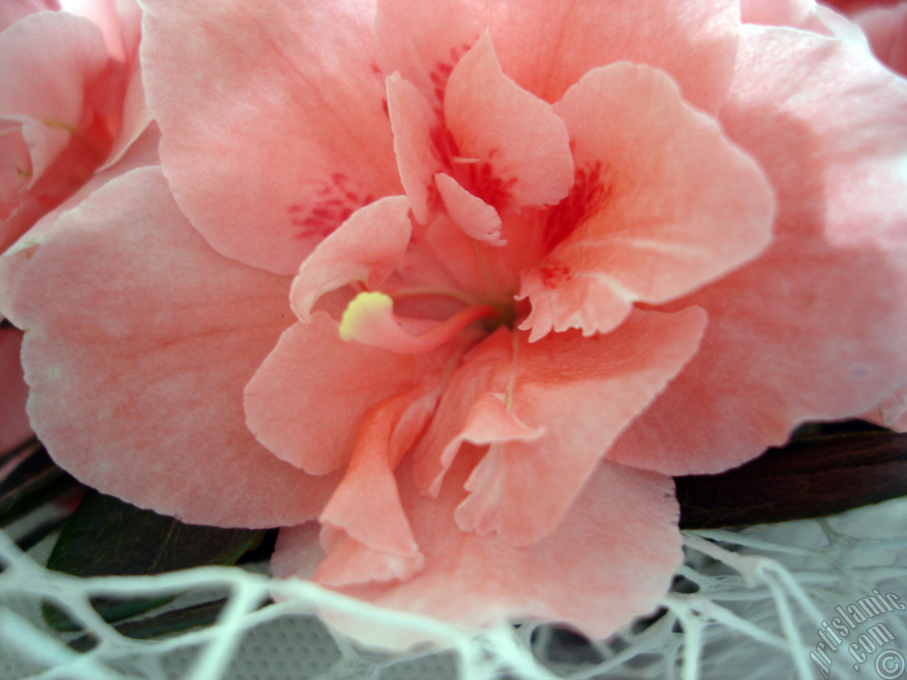 Pink color Azalea -Rhododendron- flower.
