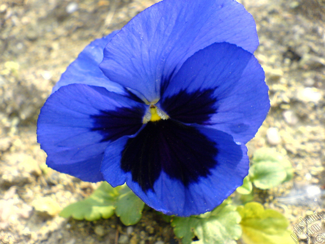 Dark blue color Viola Tricolor -Heartsease, Pansy, Multicoloured Violet, Johnny Jump Up- flower.
