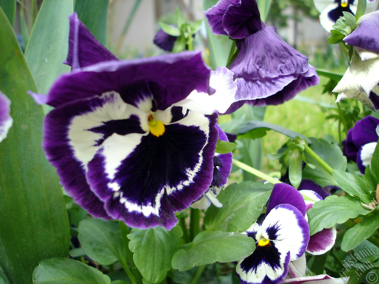 Purple color Viola Tricolor -Heartsease, Pansy, Multicoloured Violet, Johnny Jump Up- flower.
