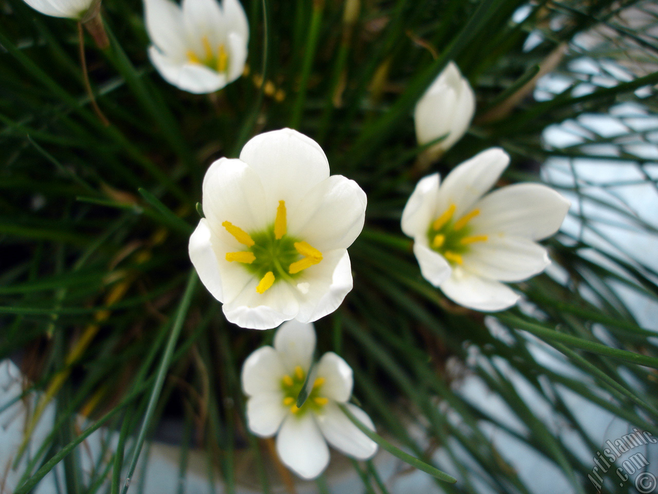 White color flower similar to lily.
