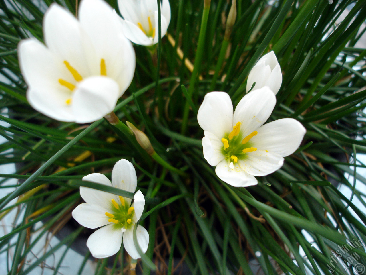 White color flower similar to lily.
