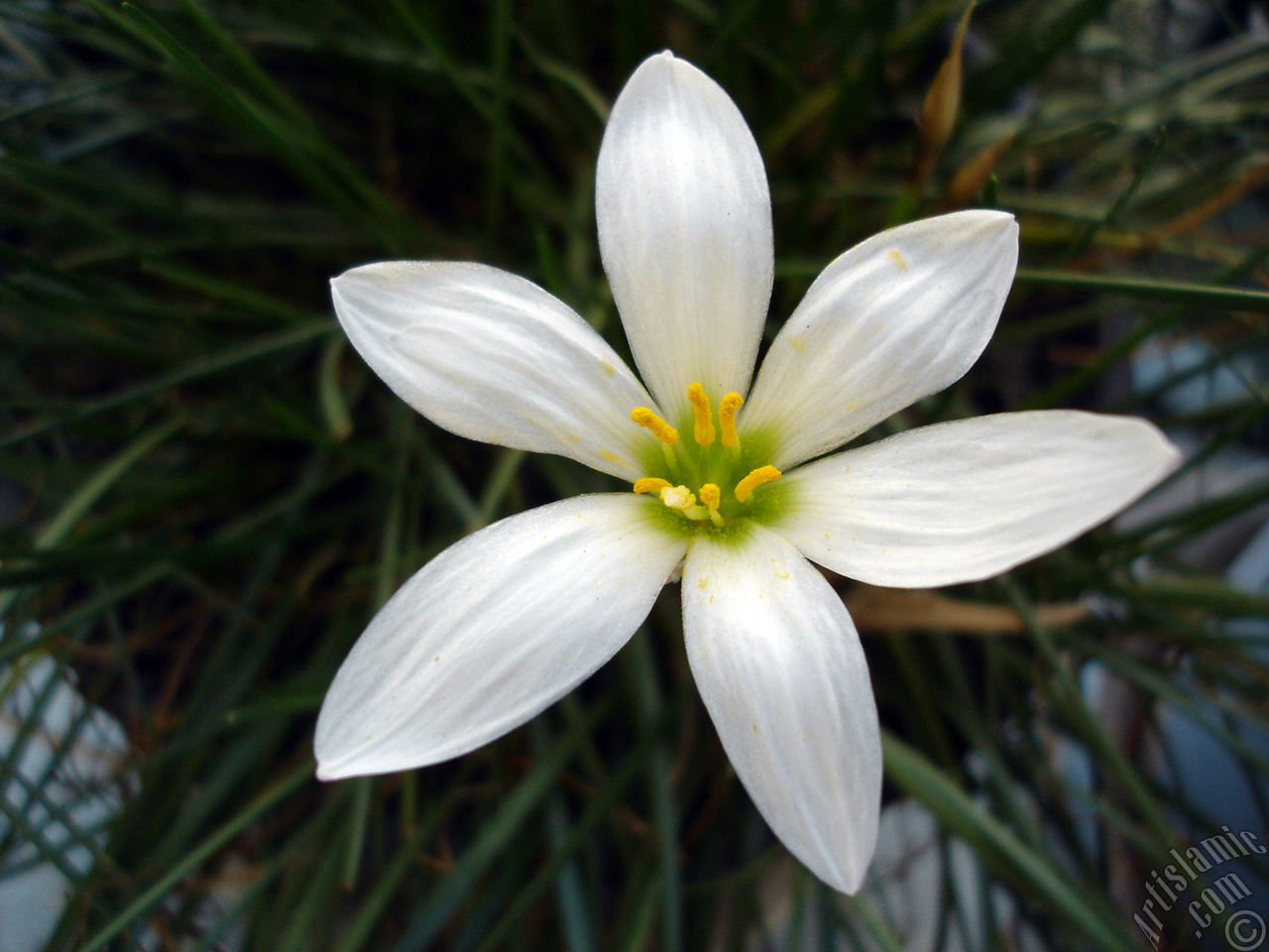 White color flower similar to lily.
