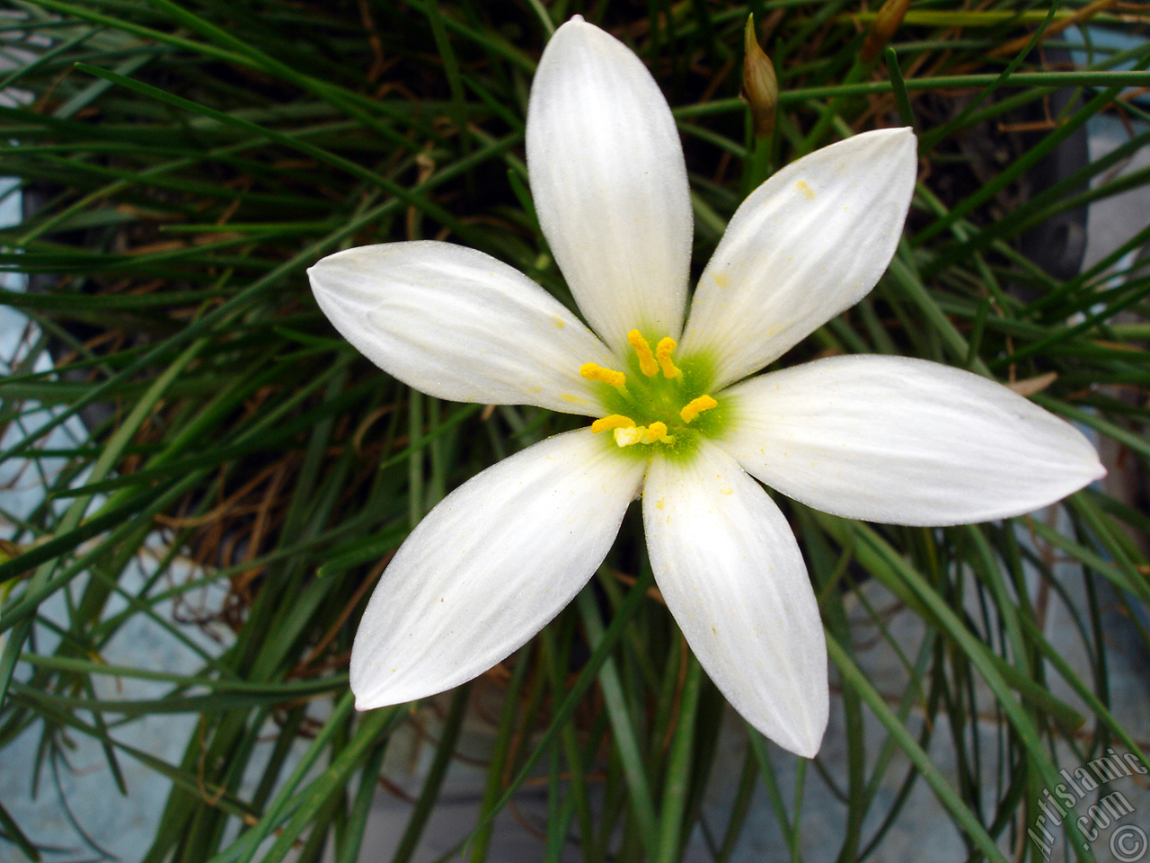 White color flower similar to lily.
