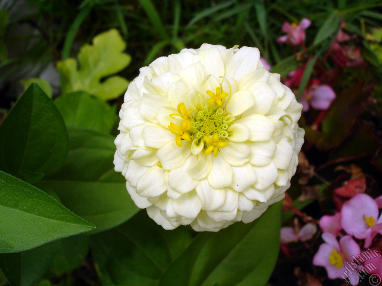 Dahlia flower.
