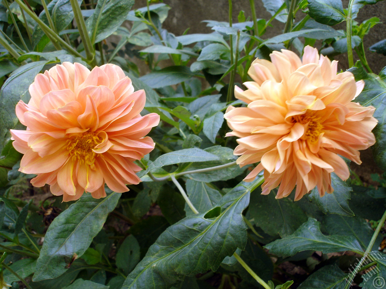 Dahlia flower.
